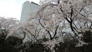 春の桜も美しい公園