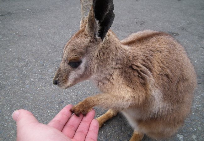 ひびき動物ワールド クチコミ アクセス 営業時間 若松 フォートラベル