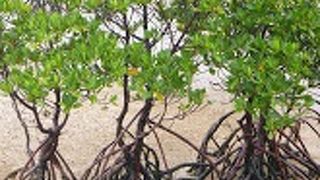石垣島でもマングローブが見れます。