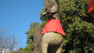 様々なキツネが居ます