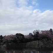 お城が桜に包まれています!!