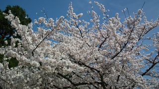 兼六園の満開の桜を昼夜堪能しました