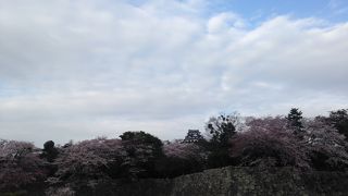お城が桜に包まれています!!