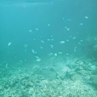 ホテルのビーチの魚。バーの周りにいっぱいいました。