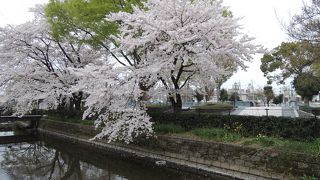 桜もキレイ