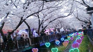 桜がきれいでした