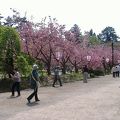 桜が満開の時期に訪れたい