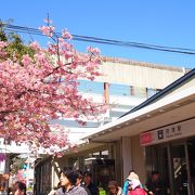 河津桜観光の拠点の駅!　桜が満開の時期は、平日でも大混雑でした!