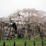 2015年4月14日そろそろ終わりです　平日の午前中ですがバスも来てました　迷惑路駐の車も多いですし、茶畑に入り込んで写真を撮る者などどこもでしょうが無法者が横行しています