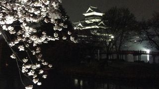 夜桜見物