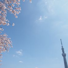 隅田公園の桜と対岸のスカイツリー