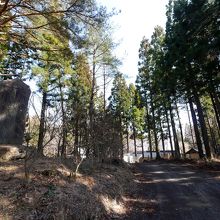 スギ林の中
