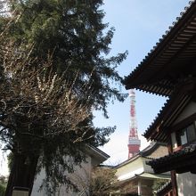 増上寺境内に自生する樹齢600年のカヤの木