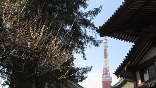 樹齢600年の巨木