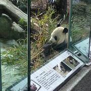 台北市立動物園でございます