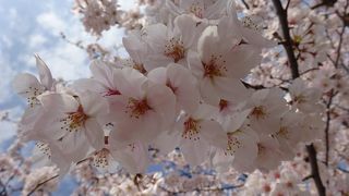 桜満開　一の坂川