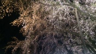 夜のしだれ桜が最高です♪