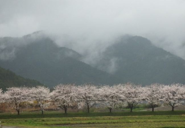 氷上の桜並木に感動♪