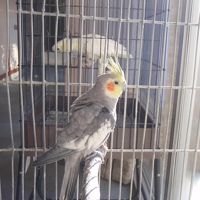 キバタン？とオカメインコ