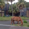 道端や奥のやまにたくさんの馬。これが野生だというのです。