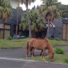 野良犬ではなく野良馬です