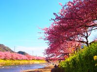 第34回河津桜まつり