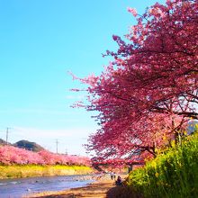 河津川の両岸に、桜と菜の花のコラボを楽しめるエリア