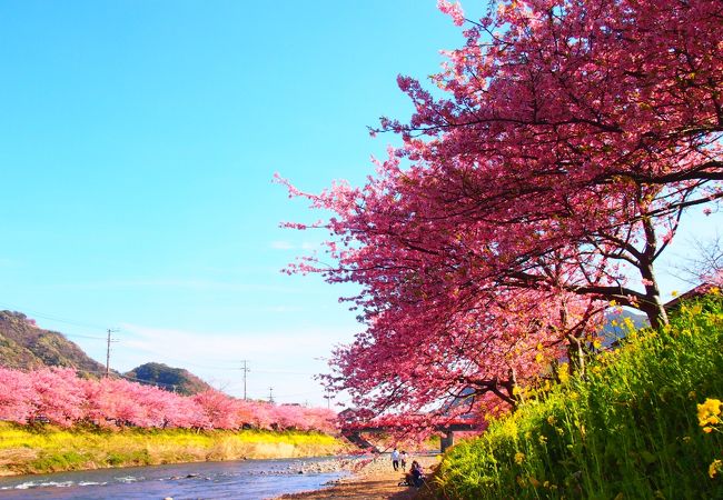 河津川の両岸に、桜と菜の花のコラボを楽しめるエリア