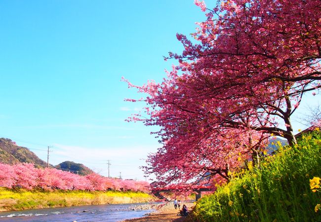 第34回河津桜まつり