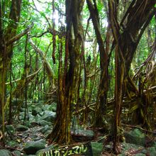 ガジュマルだらけです