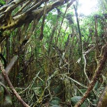 ジャングルみたいです