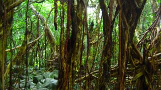 ジャングルの中にいるみたいです