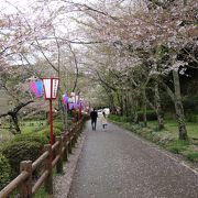 日本の桜100選です