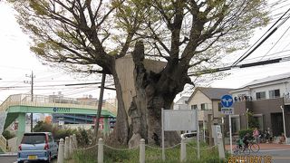 根回り15.3メートル、目通り7.5メートル、樹高20メートルの多いなケヤキです。