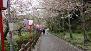 日本の桜100選です