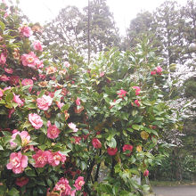 雪椿と桜