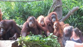 オランウータンと一緒に食事が出来るのはここだけ。