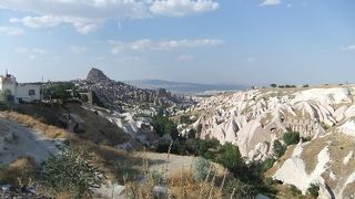 鳩がたくさんいました。