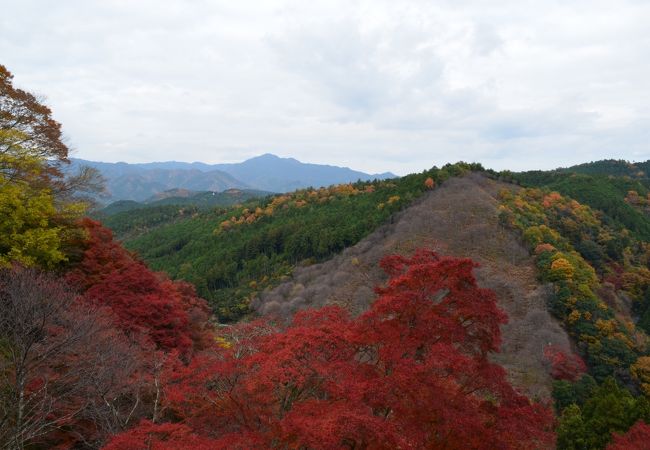 吉野下千本。枯れてる一角は桜かな？