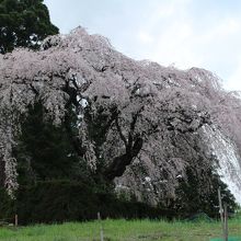 中越家のしだれ桜