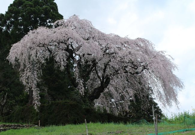 素晴らしい枝垂れ桜