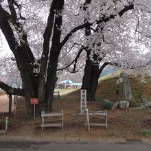 甲州蚕影桜です