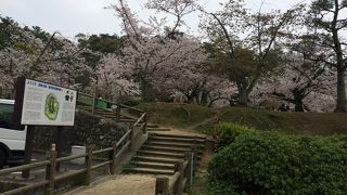 桜の名所