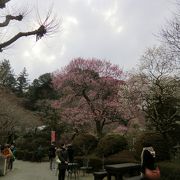 古い庭園で味わう梅の花