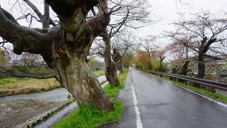 節くれだった古木もあって