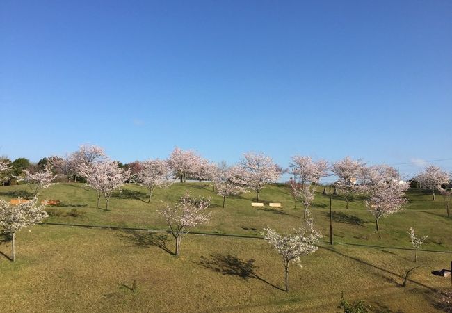 ちはら台公園 クチコミ アクセス 営業時間 市原 フォートラベル ちはら台公園 クチコミ アクセス 営業時間 市原 フォートラベル