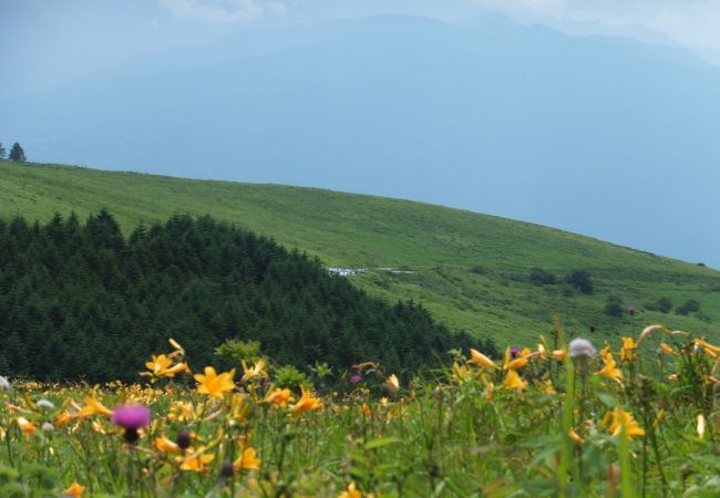 ニッコウキスゲ咲く夏の高原