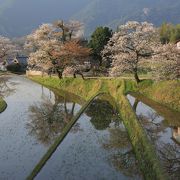 三多気の桜は素晴らしい