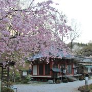 京都の醍醐寺から贈られた醍醐の桜が満開でした