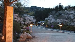 宝登山神社の参道の桜並木は見頃でした。